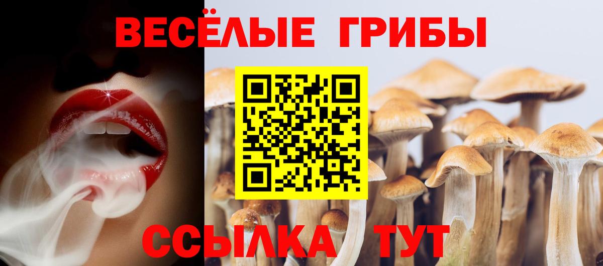 Галлюциногенные грибы Psilocybe Губаха